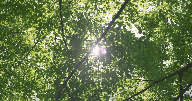 초록 잎 사이로 비치는 햇빛