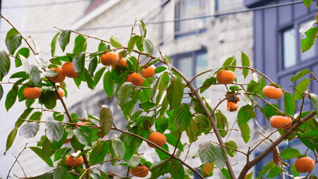 잘 익은 감이 달린 감나무