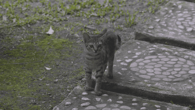 정원을 두리번 거리는 호기심 많은 어린 고양이