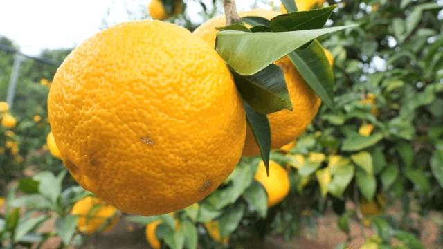 푸른 나무에 자라는 유자 열매