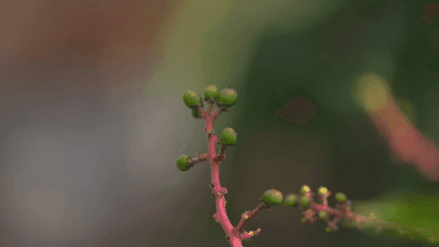Close-up of green berries on a branch