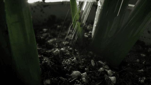 화분에 있는 녹색 식물에 물 주기