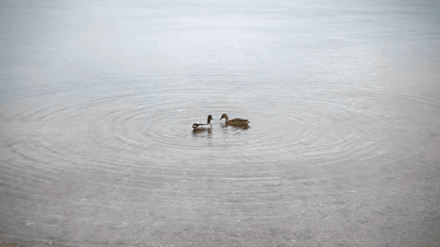 Two ducks swimming in a calm lake