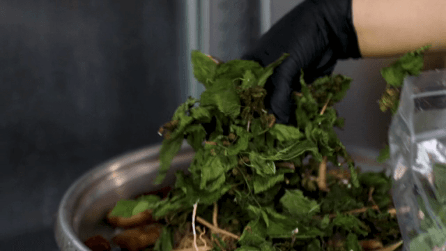 냄비에 말린 잎을 넣는 사람