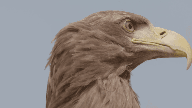 White-tailed eagle against sky