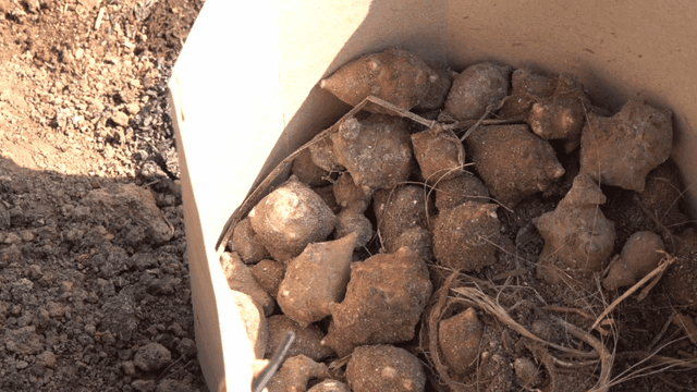 Bag containing harvested tubers on soil