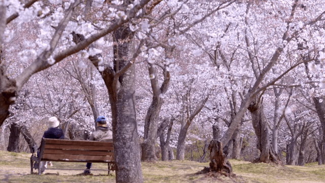 Cherry blossoms in full bloom in a park