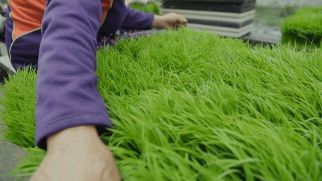 손으로 싹을 돌보는 모습