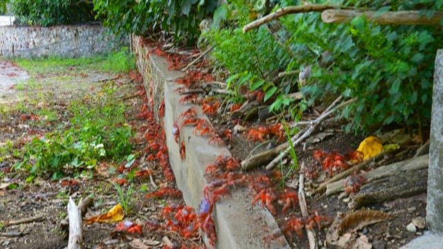 Migration of Red Crabs in Forested Pathway