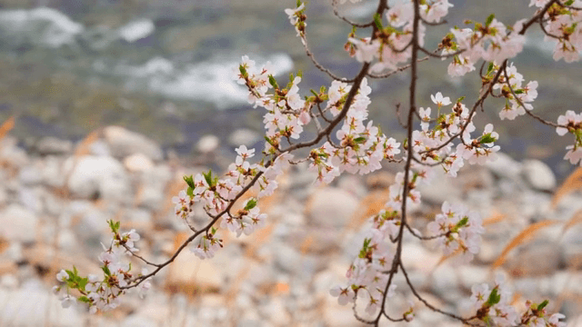 흐르는 시냇가의 벚꽃