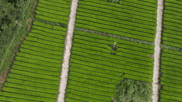 Lush green tea fields with pathways