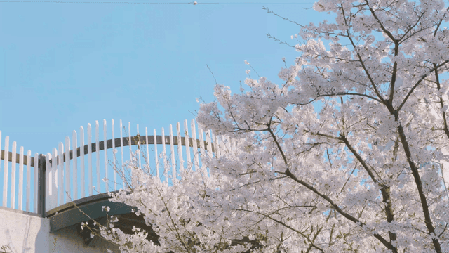 Cherry blossoms in full bloom near a bridge