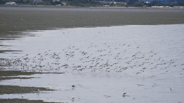 해안 갯벌 위를 나는 새들