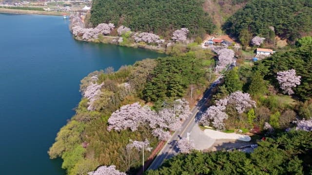 Cherry blossoms along a lakeside road