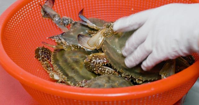 Preparing Fresh Crabs for Cooking