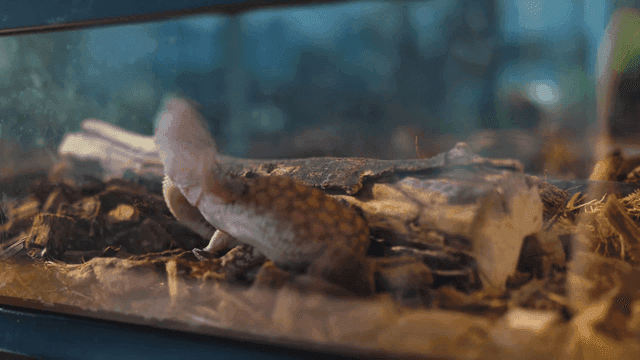 Lizard moving inside a terrarium