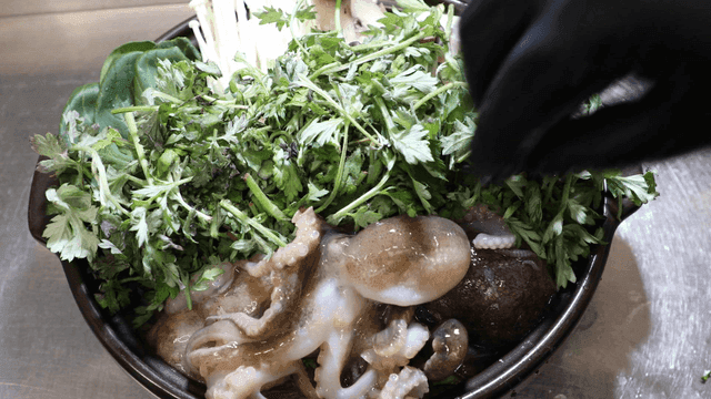 Mugwort in pot and live octopus