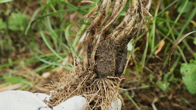 푸른 밭에서 싱싱한 부추 수확하기