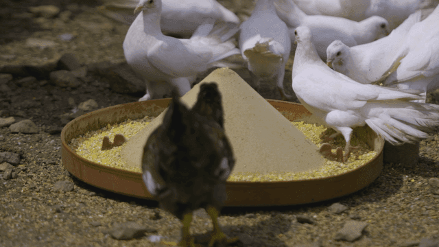 Chickens and pigeons eating on farm