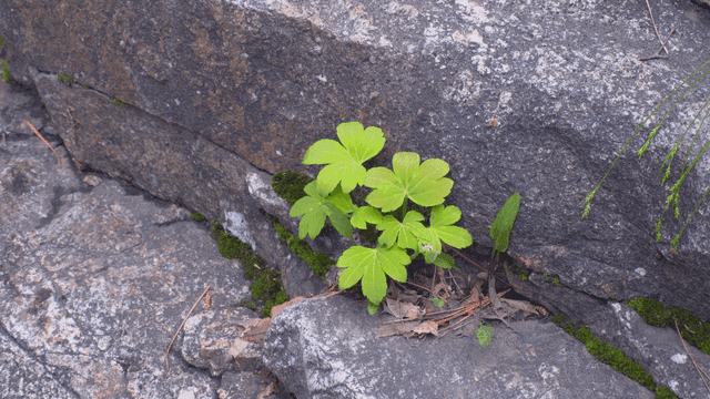 바위 틈에서 자라는 녹색 식물