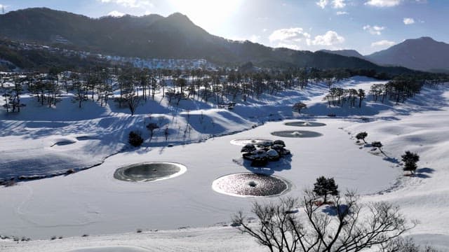 Snow-Covered Pine Trees and Ponds