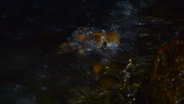 Blue Crab Navigating a Rocky Beach