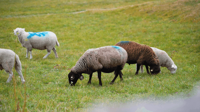 Sheep grazing peacefully in a green field
