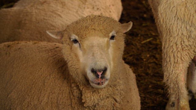 Face of a fluffy sheep resting in a barn