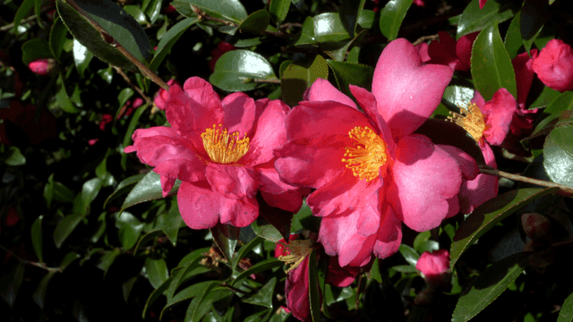 Beautifully bloomed pink camellias
