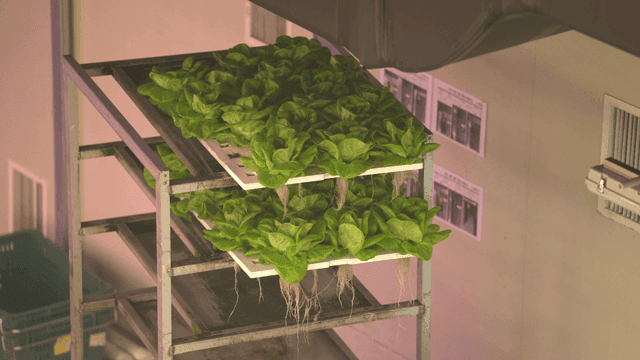 Hydroponic lettuce growing indoors