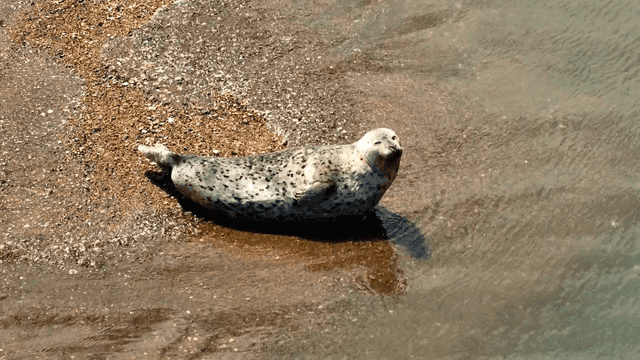Seals resting on sandy beach
