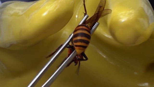 Yellow gloved hands holding a wasp with tweezers, closely examining it