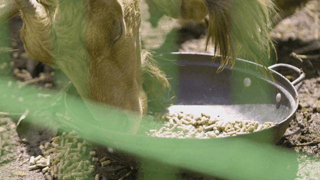 Goats eating feed in a farm setting