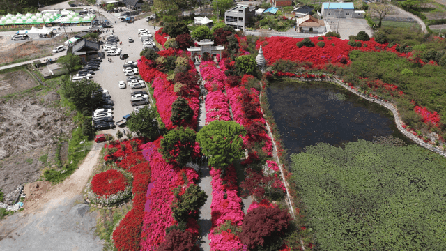 Colorful garden with vibrant flowers