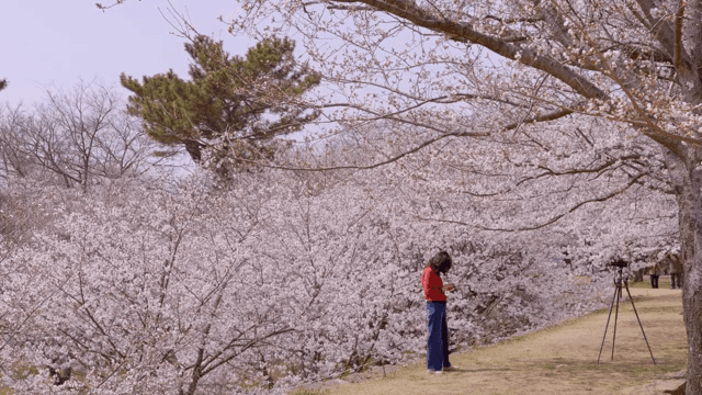 벚꽃이 만개한 풍경과 사람들