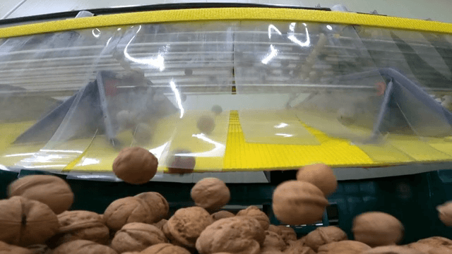 Walnuts being sorted on a conveyor belt