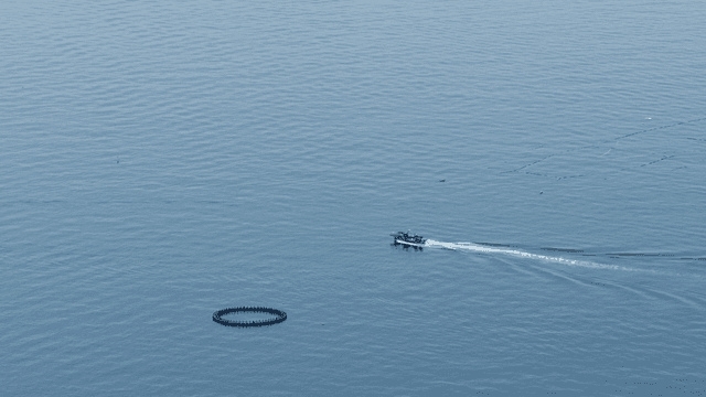 양식장 그물 근처의 어선