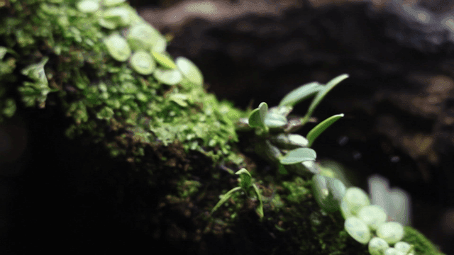 Moss and small plants on a log