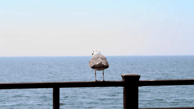 바다 옆 나무 난간에 앉아 있는 갈매기