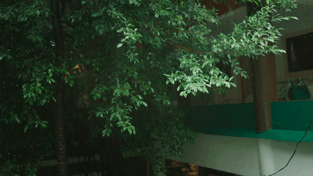 Tree next to building on rainy day