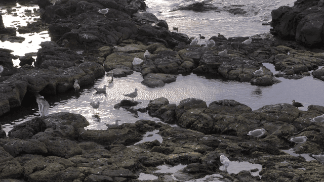 Seagulls resting on rocky shore