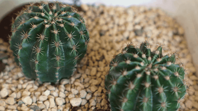 자갈이 깔린 화분 속 두 개의 녹색 선인장