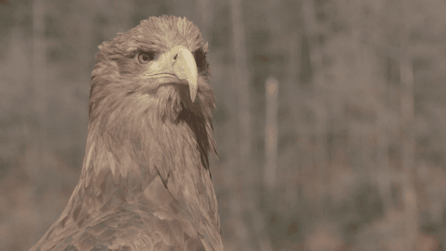 Forest surrounding majestic white-tailed eagle