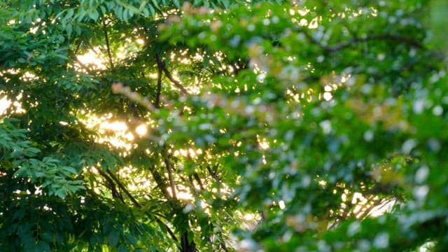 Sunlight filtering through thick green foliage