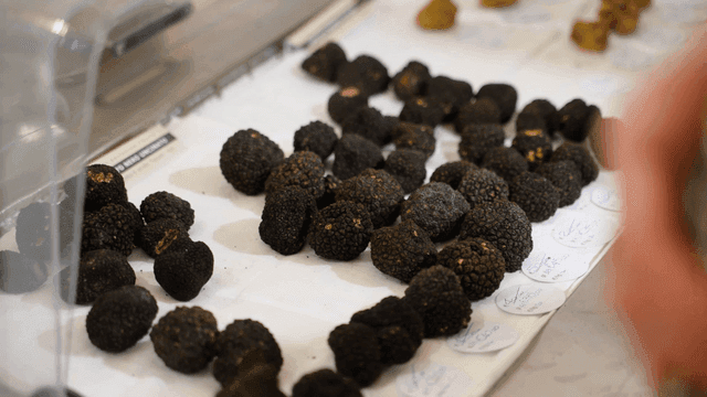Black truffle mushrooms displayed on white cloth