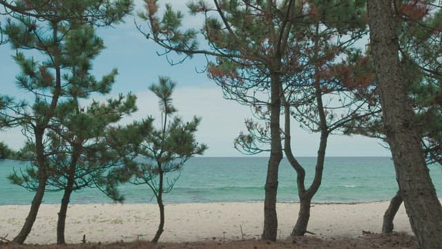 Serene Pine Forest Forest Beachfront View