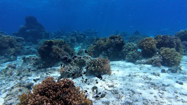 Underwater coral reef with fish swimming