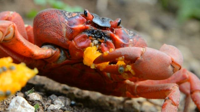 Crab claws eating papaya fruit