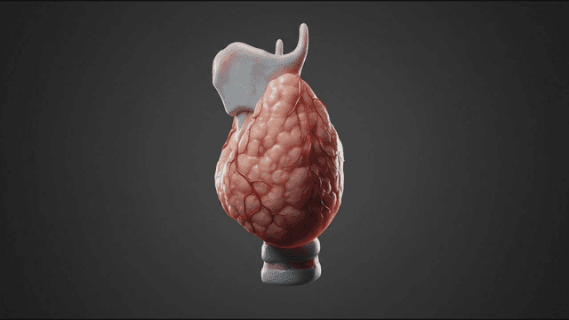 Detailed view of a human thyroid gland
