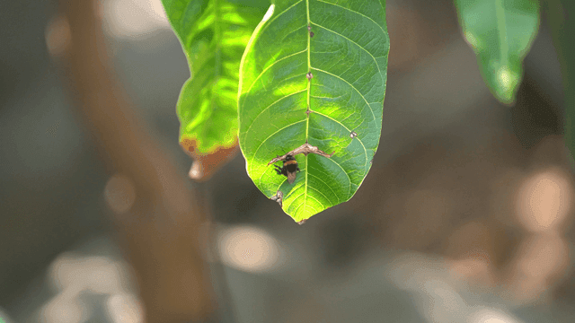 Bumblebee resting on green leaf